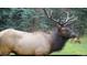 Large bull elk in the property's natural habitat at 26271 Richmond Hill Rd, Conifer, CO 80433