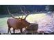 Bull elk near a water trough in a clearing at 26271 Richmond Hill Rd, Conifer, CO 80433