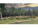 Majestic elk herd grazing peacefully in a lush mountain pasture at 26271 Richmond Hill Rd, Conifer, CO 80433
