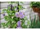 Up-close picture of vibrant purple clematis flowers in full bloom at 272 S 22Nd Ave, Brighton, CO 80601