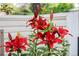 Close-up of vibrant red lilies, adding a splash of color to the yard at 272 S 22Nd Ave, Brighton, CO 80601