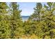 Wonderful wooded view from the home's backyard providing an abundance of nature and privacy at 1988 Lake Dr, Larkspur, CO 80118