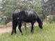 Beautiful shot of a black horse grazing on grass in an outdoor setting with pine trees at 8537 S Doubleheader Hwy, Morrison, CO 80465