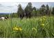 Pastoral view of horses grazing in a field of lush green grass and vibrant yellow wildflowers at 8537 S Doubleheader Hwy, Morrison, CO 80465