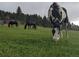 Scenic pasture view features several horses grazing on lush grass under a cloudy sky at 8537 S Doubleheader Hwy, Morrison, CO 80465