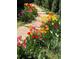 Stone walkway lined with red, pink, orange, yellow and white tulips, and green foliage at 10624 W Berry Pl, Littleton, CO 80127