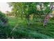 View of a lush green meadow area with mature trees and natural landscaping at 16291 E 7Th Dr, Aurora, CO 80011