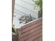A small fawn, resting peacefully on a porch, curled up on a cool day at 18 Blue Sage, Littleton, CO 80127