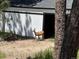 Deer spotted in the yard of the property near a white building at 14546 Pine View Rd, Larkspur, CO 80118