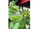Landscaped backyard with a garden shed, lush lawn, and a wooden fence, offering a private outdoor space at 1325 S Grape St, Denver, CO 80222
