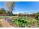 Backyard area with raised garden beds at 1081 E 119Th Pl, Northglenn, CO 80233