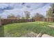 A fenced backyard with a well-kept lawn, providing a private outdoor space at 4835 Harlan St, Wheat Ridge, CO 80033