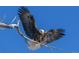 A Bald Eagle with wings spread, landing on a tree branch against a cloudless, light blue sky backdrop at 7000 W Stetson Pl # 9, Littleton, CO 80123