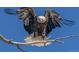 A Bald Eagle landing on a tree branch with wings spread against a clear blue sky at 7000 W Stetson Pl # 9, Littleton, CO 80123