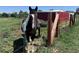 Two beautiful horses in an open field next to a fenced area at 17450 E 14Th Dr, Aurora, CO 80011