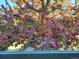 Scenic view of flowering tree from window at 7395 E Quincy Ave # 206, Denver, CO 80237