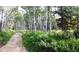 Picturesque trail winds through a birch tree forest surrounded by lush green foliage and wildflowers at 7105 Flagstaff Rd, Boulder, CO 80302