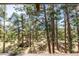 Framed view from deck featuring forest trees at 7105 Flagstaff Rd, Boulder, CO 80302