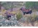 View of a moose and calf grazing in the woods at 401 Highway 72, Golden, CO 80403