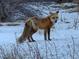 Red fox standing in a snowy landscape; a glimpse of local wildlife at 401 Highway 72, Golden, CO 80403