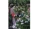 Lush landscaping featuring white flowers, terra cotta pots, and various plants, adding natural beauty at 17232 E Oberlin Pl, Aurora, CO 80013