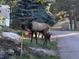 Street view featuring a majestic elk standing near the road, showcasing the natural surroundings at 730 Summerwood Dr, Golden, CO 80401