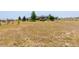 Large grassy yard perfect for outdoor activities, and enjoying the surrounding nature at 3967 Eastout Ave, Parker, CO 80138