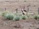 Deer standing in the brush near a fence at 8700 Flintwood Rd, Parker, CO 80138