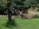 Deer rests in a grassy lawn near mature trees, adding a touch of nature at 8700 Flintwood Rd, Parker, CO 80138