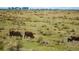 Cows grazing in a meadow with mountains in the background at 5129 S Tom Bay Rd, Bennett, CO 80102