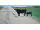 Cows on the property at 5129 S Tom Bay Rd, Bennett, CO 80102