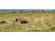 A view of the property highlighting the natural, wild grasses at 5129 S Tom Bay Rd, Bennett, CO 80102