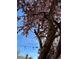 An incredible backyard view showcases a majestic tree adorned with delicate pink blossoms, creating a serene outdoor oasis at 4273 W Ponds Cir, Littleton, CO 80123