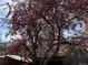 Beautiful flowering tree casting shade over the yard, providing a serene and natural environment at 4273 W Ponds Cir, Littleton, CO 80123
