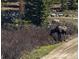 Moose grazing on shrubs beside a dirt road in a mountain community at 297 Robertson Ln, Breckenridge, CO 80424