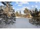 Snowy backyard with evergreen trees and a wooden fence at 7394 S Scottsburg Way, Aurora, CO 80016