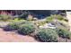 Close up of beautifully landscaped front yard with vibrant plants and rocks at 10902 Bannock St, Northglenn, CO 80234