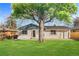 Green backyard featuring a lush lawn and a mature shade tree at 127 Emerald St, Broomfield, CO 80020