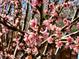 A close-up showcases the delicate pink blossoms on the tree branches at 2645 Jasmine St, Denver, CO 80207