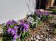 A flowerbed is lined with vibrant purple and white iris flowers alongside a wall at 2645 Jasmine St, Denver, CO 80207