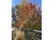 Fall foliage colors the trees along the street in autumn at 2645 Jasmine St, Denver, CO 80207