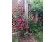 Charming garden with a wooden fence, blooming roses, poppies, and a variety of lush green plants at 6964 S Olive Way, Centennial, CO 80112