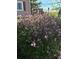 Flowering lilac bush in partial shade at 16 Prairie St, Palmer Lake, CO 80133