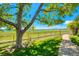 Scenic view of a grassy backyard leading to a tranquil lake, framed by a mature tree and walking path at 4760 S Wadsworth Blvd # 302, Littleton, CO 80123