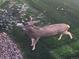 Backyard featuring a deer eating leaves off the bush at 16323 River Haven Way, Morrison, CO 80465