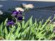 Landscaping with healthy hosta plants and white and purple flowers adding a touch of elegance to the garden at 16323 River Haven Way, Morrison, CO 80465