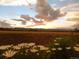 Scenic view of a beautiful sunset over a grassy field with wildflowers at 5774 Sioux Dr, Sedalia, CO 80135