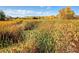 Scenic view of a marsh with tall grasses, trees, and distant mountains under a blue sky at 10151 W 38Th Ave, Wheat Ridge, CO 80033