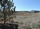 View of neighborhood houses from grassy area with a pond, under a clear sky at 5223 Gray Wolf Ln, Castle Rock, CO 80104