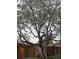 Stunning flowering tree stands tall, adding natural beauty and shade to the yard and surrounding landscape at 2548 S Zurich Ct, Denver, CO 80219
